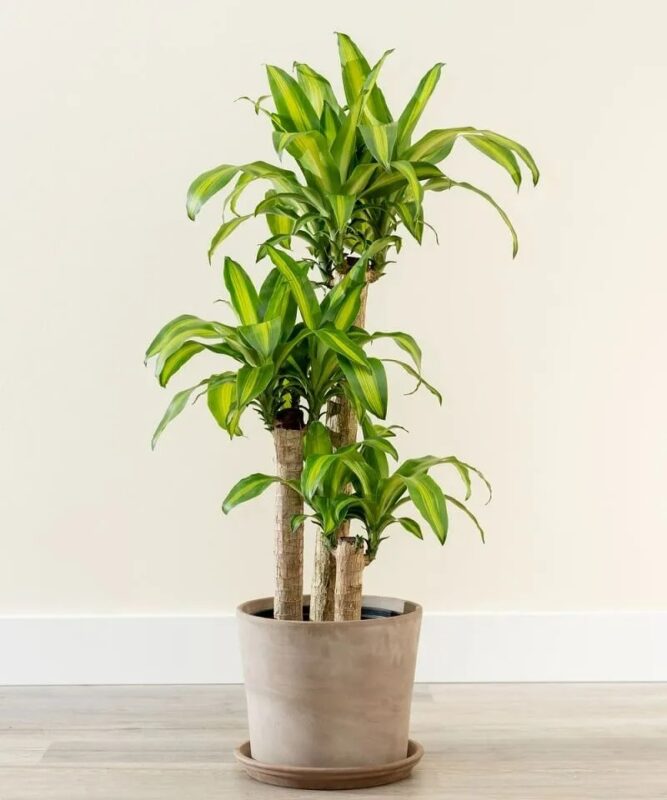 Trồng cây trước nhà Trồng cây trước nhà