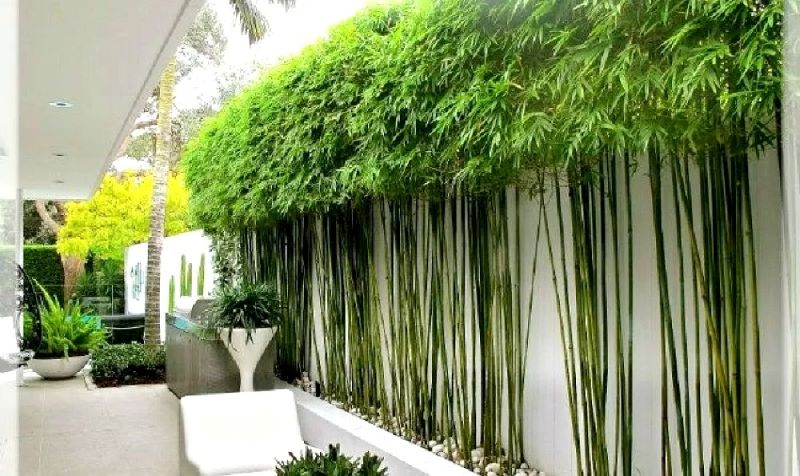 Trồng cây trước nhà Trồng cây trước nhà