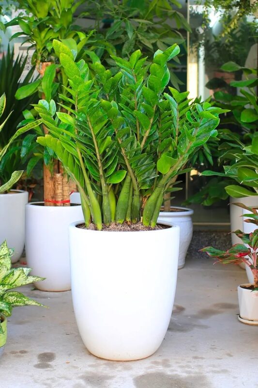 Cây trồng trong nhà thu hút tài lộc