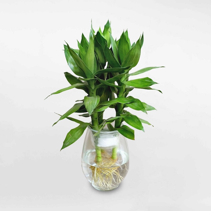 Cây trồng trong nhà thu hút tài lộc