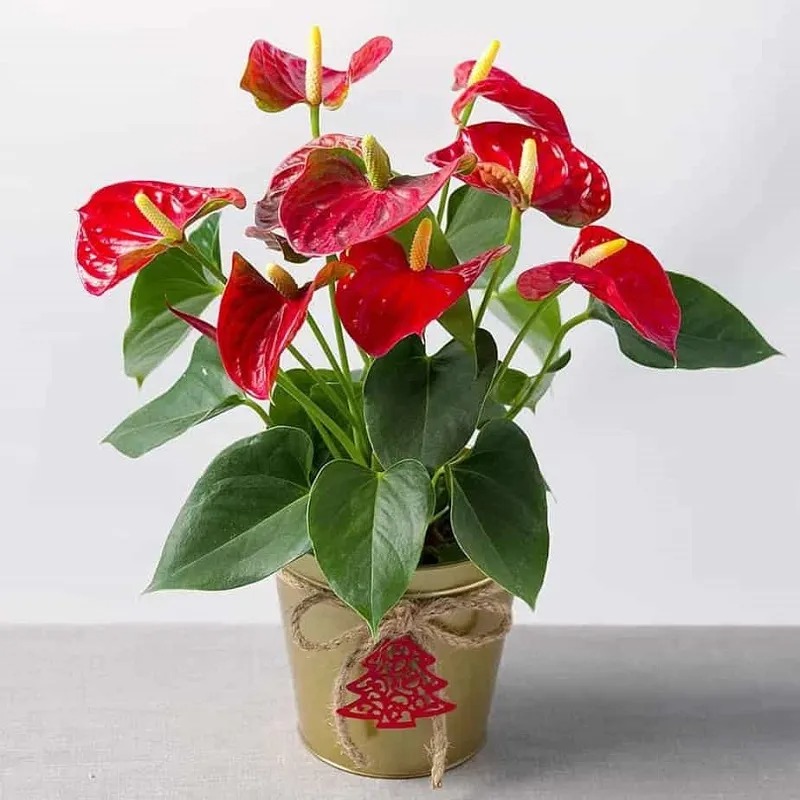 Cây trồng trong nhà thu hút tài lộc