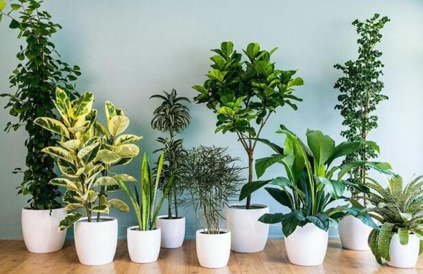 Cây trồng trong nhà thu hút tài lộc