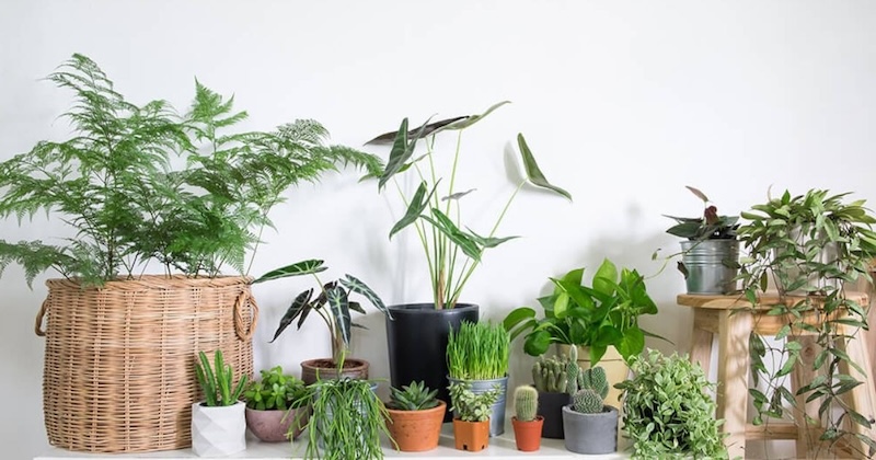 Cây trồng trong nhà thu hút tài lộc